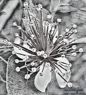 Black and white pencil-style drawing of a feijoa flower with radiating stamens and textured petals