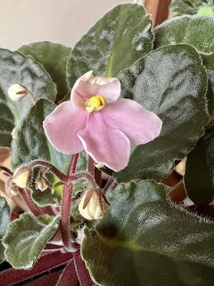 African Violet Bloom
