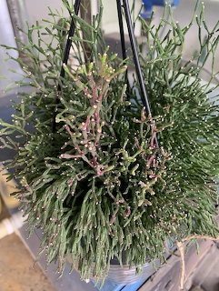 Rhipsalis Burcheli Plant