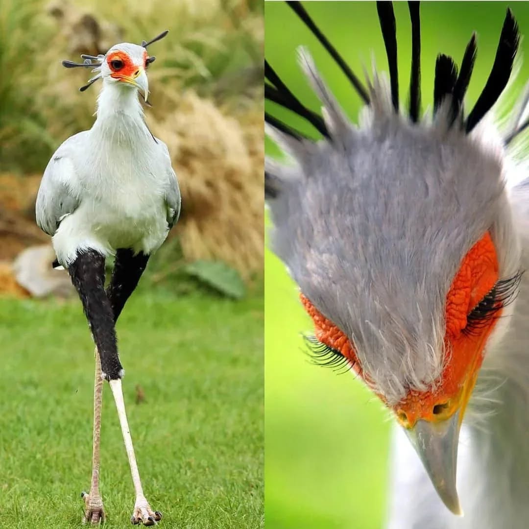 Collage of a secretary bird standing on grass and a close-up of its face with orange eyes and black crest