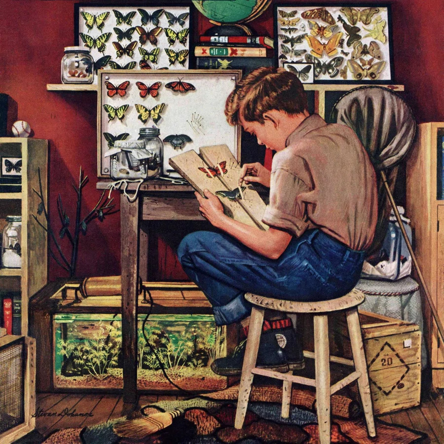 Man studying butterfly specimen at desk in collector's room with framed butterfly displays