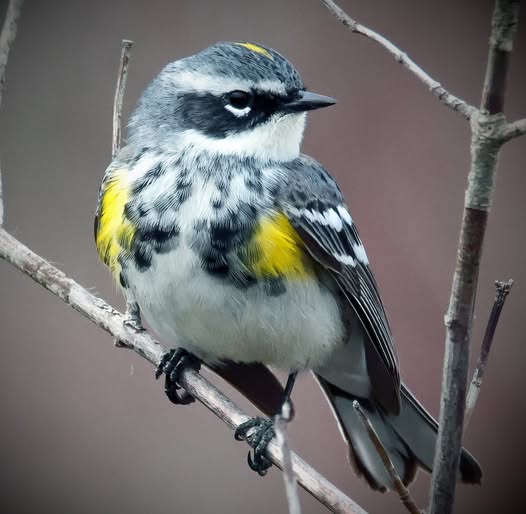 Yellow-rumped warbler perched on a bare branch showing yellow patches and streaked plumage