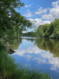 River Through Green Forest
