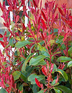 Red flowering plant with pink blooms and green leaves in garden