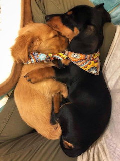 Puppies Playing with Toy