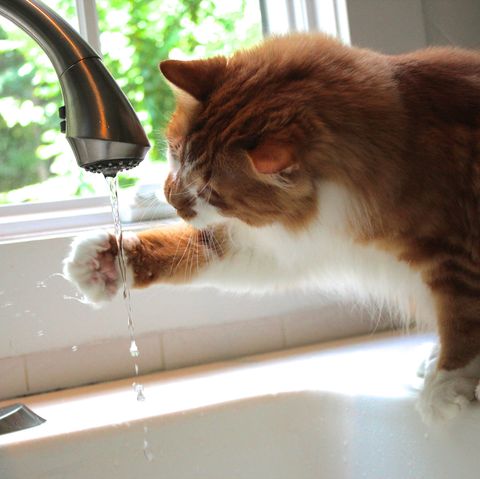 Orange and white cat with paw raised toward dripping faucet on windowsill