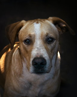 Brown Dog Portrait