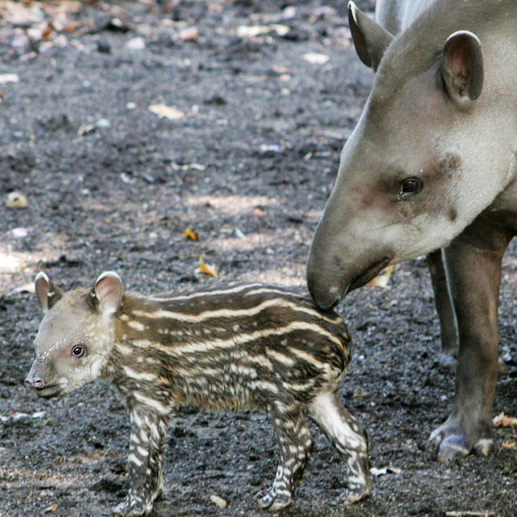 Tapir Mother and Calf