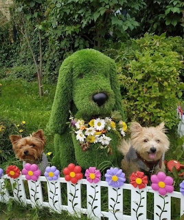 Garden Dogs