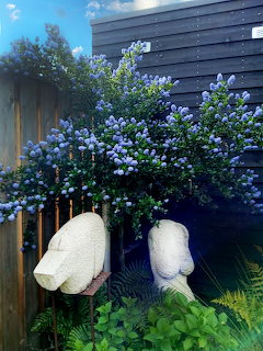 Lilac Garden Bush