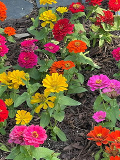 Colorful zinnia flowers blooming in a garden with pink, yellow, orange, and red blossoms