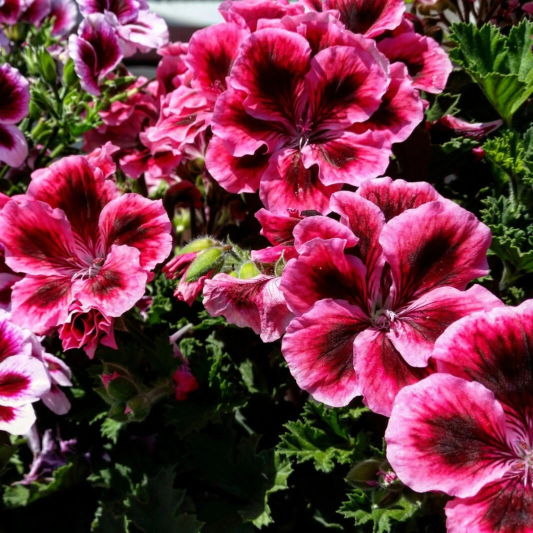 Pink Petunias in Bloom