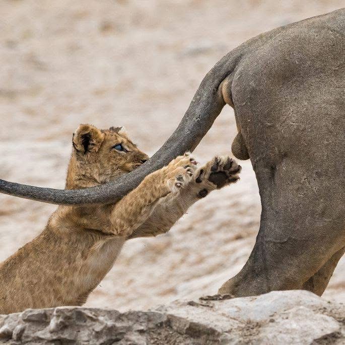 Lion cub reaching for and biting an elephant's tail on rocky ground