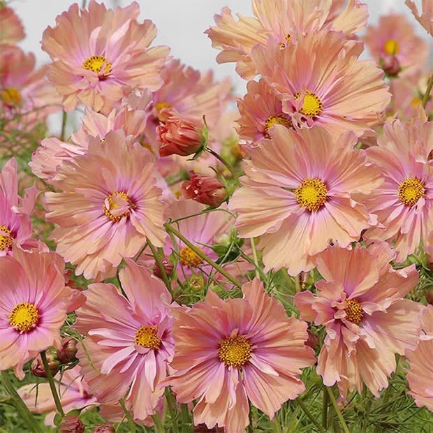 Pink Cosmos Flowers