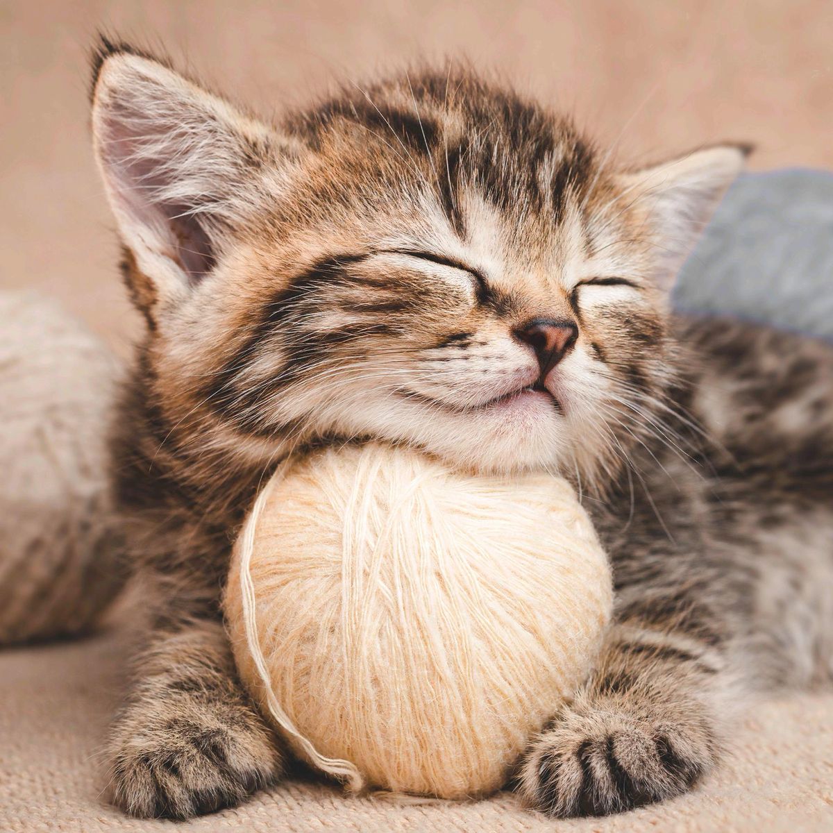 Tabby kitten with eyes closed cuddling a ball of yarn