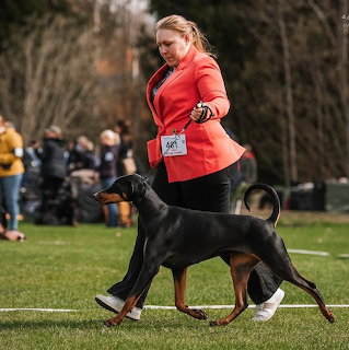 Handler in red jacket showing black and tan Doberman Pinscher at outdoor dog show