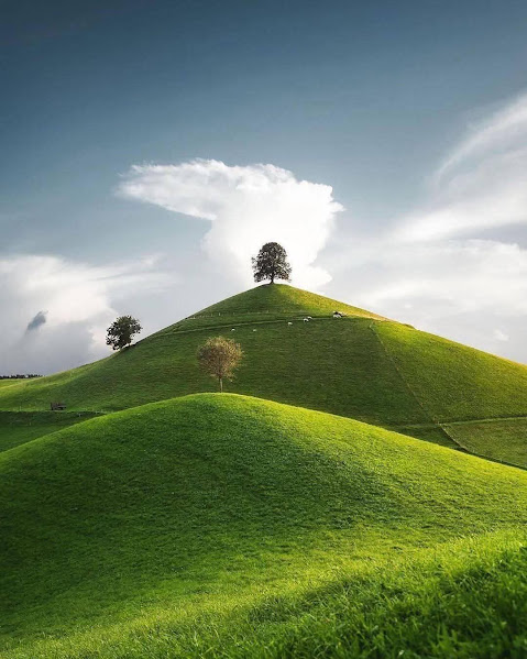 Lone tree atop vibrant green rolling hills beneath dramatic cloudy sky