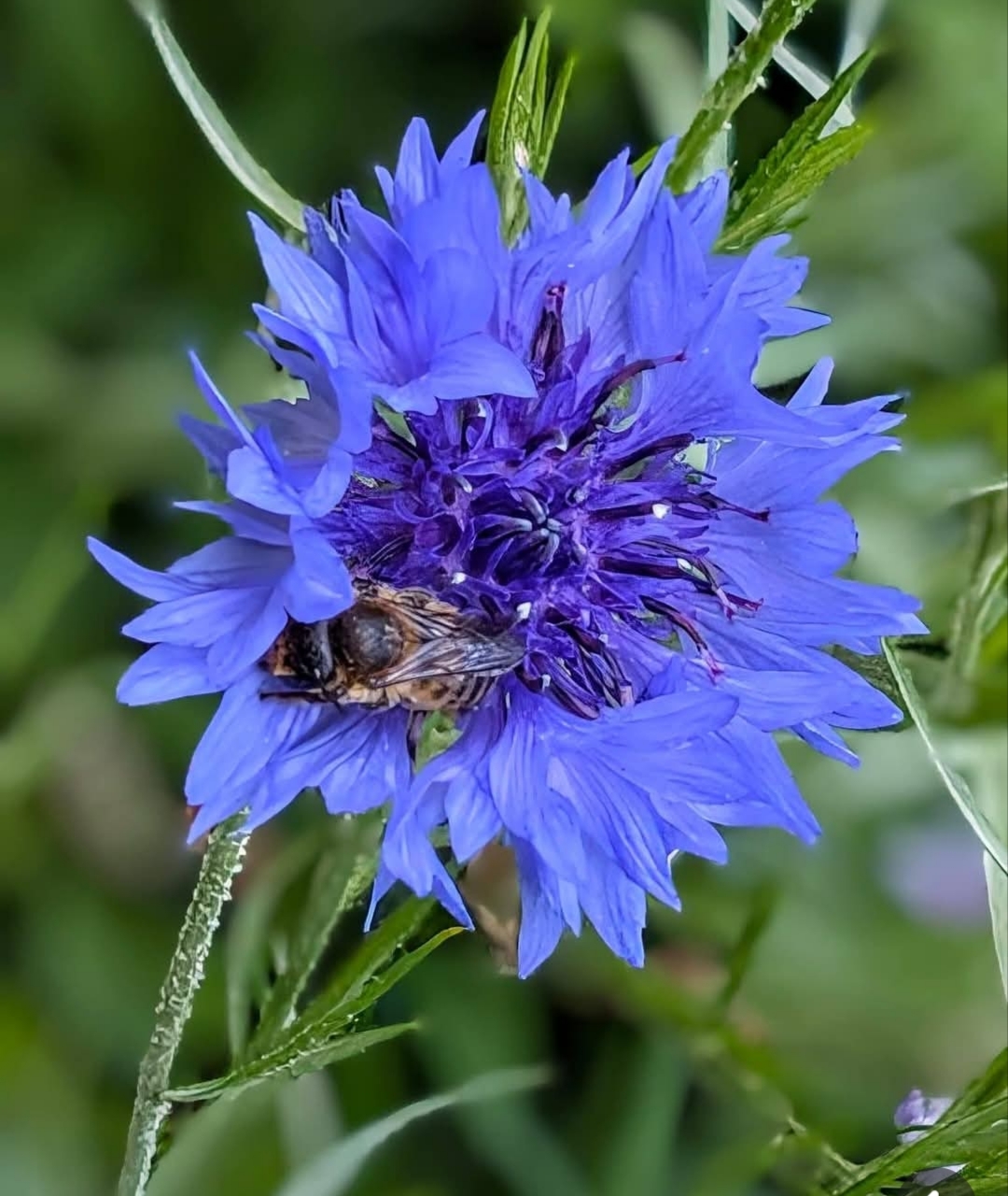Close-up of a bright blue cornflower flower with green stems and blurred foliage behind it