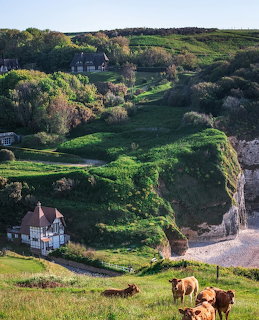 Cows grazing on green coastal hillside overlooking valley with house and cliffs in Normandy France
