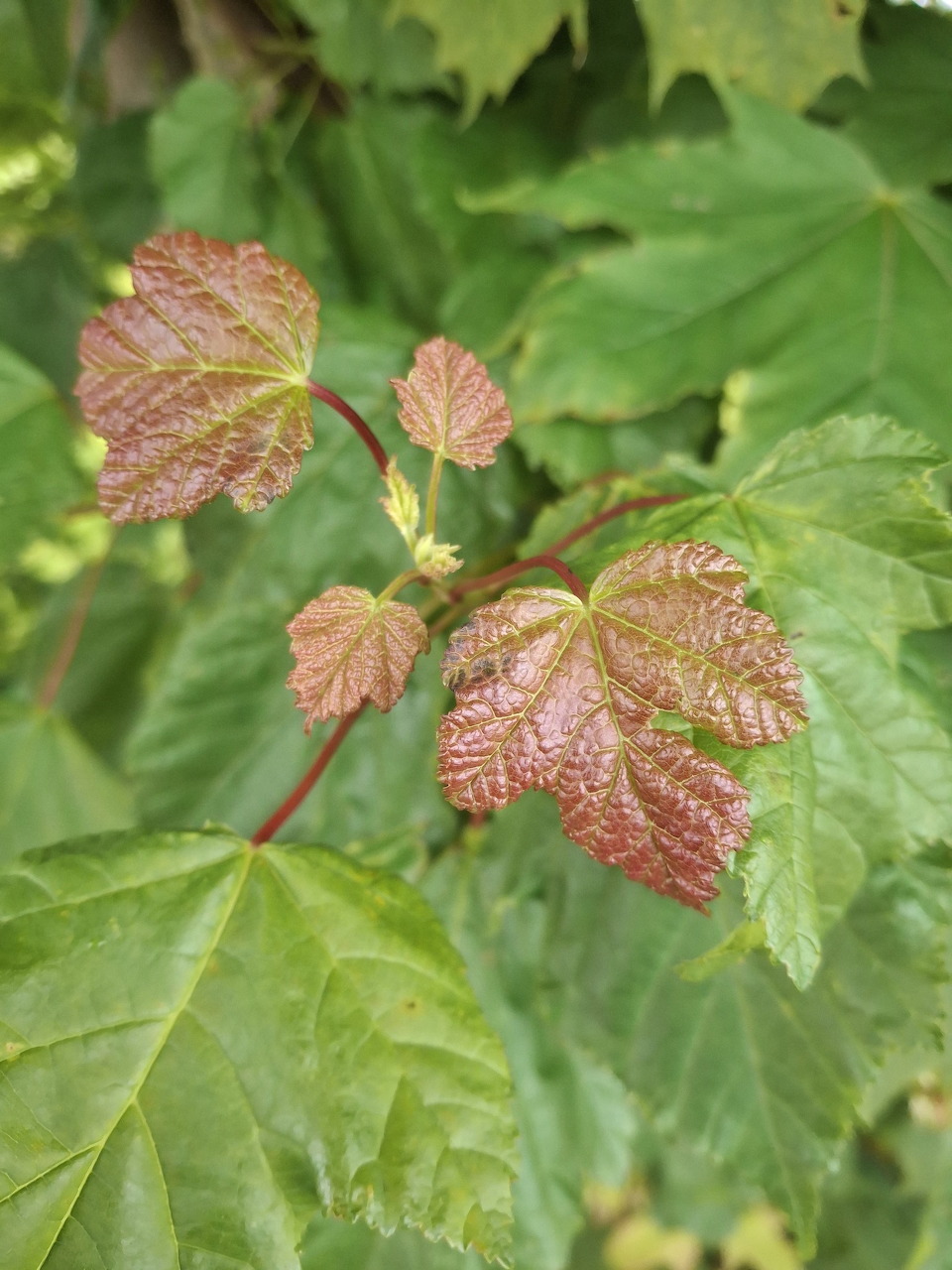 Close-up of young reddish leaves among large green leaves