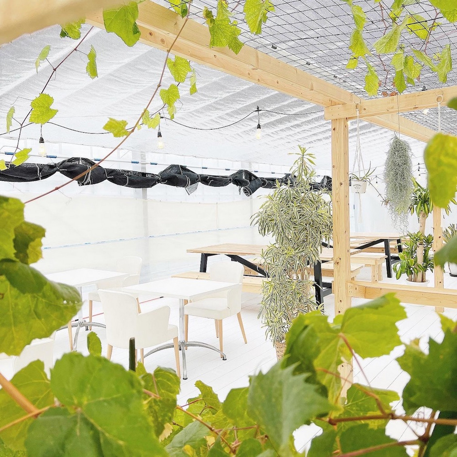 White cafe tables and chairs inside a bright greenhouse, seen through green leaves