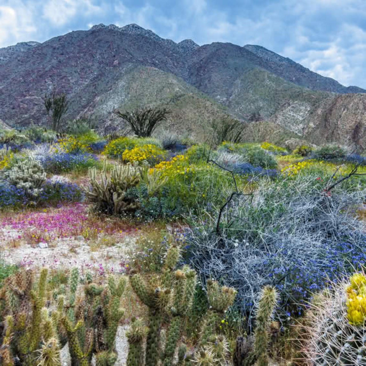 Desert landscape with blooming wildflowers, cacti, and mountain backdrop