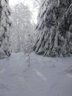 Snow-covered evergreen trees lining a quiet forest path in winter