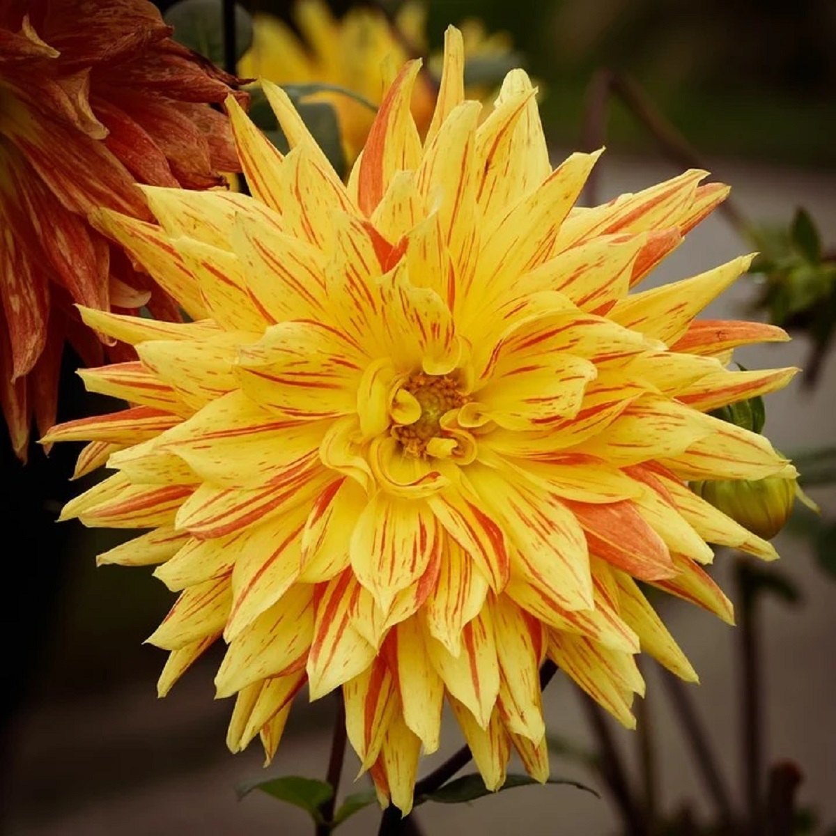 Close-up of a vibrant yellow dahlia flower with layered pointed petals against a blurred garden background
