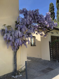 Purple wisteria blooms draping over tree beside yellow house wall