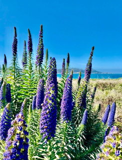 Tall purple echium flower spikes against a clear blue sky near the ocean coast