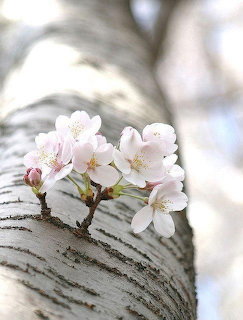 White cherry blossom flowers on birch bark log with blurred background