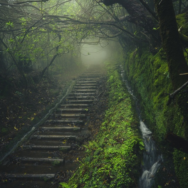 Moss-covered stone steps ascending through a foggy forest path with dense greenery and a small waterfall