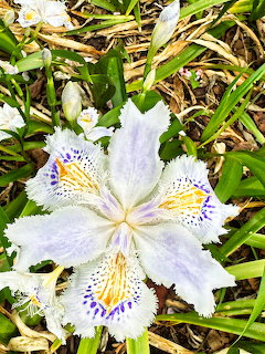 White iris flower with intricate purple spots and yellow center among green leaves