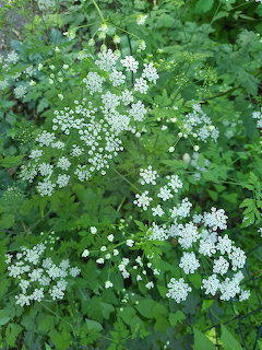 White Garden Flowers