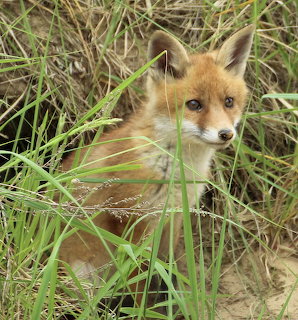 Fox Cub in Grass
