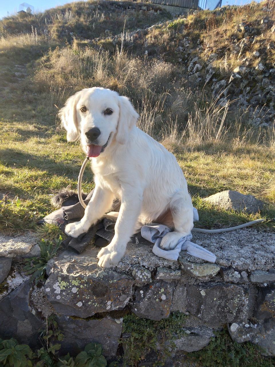 White Labrador Puppy Outdoors