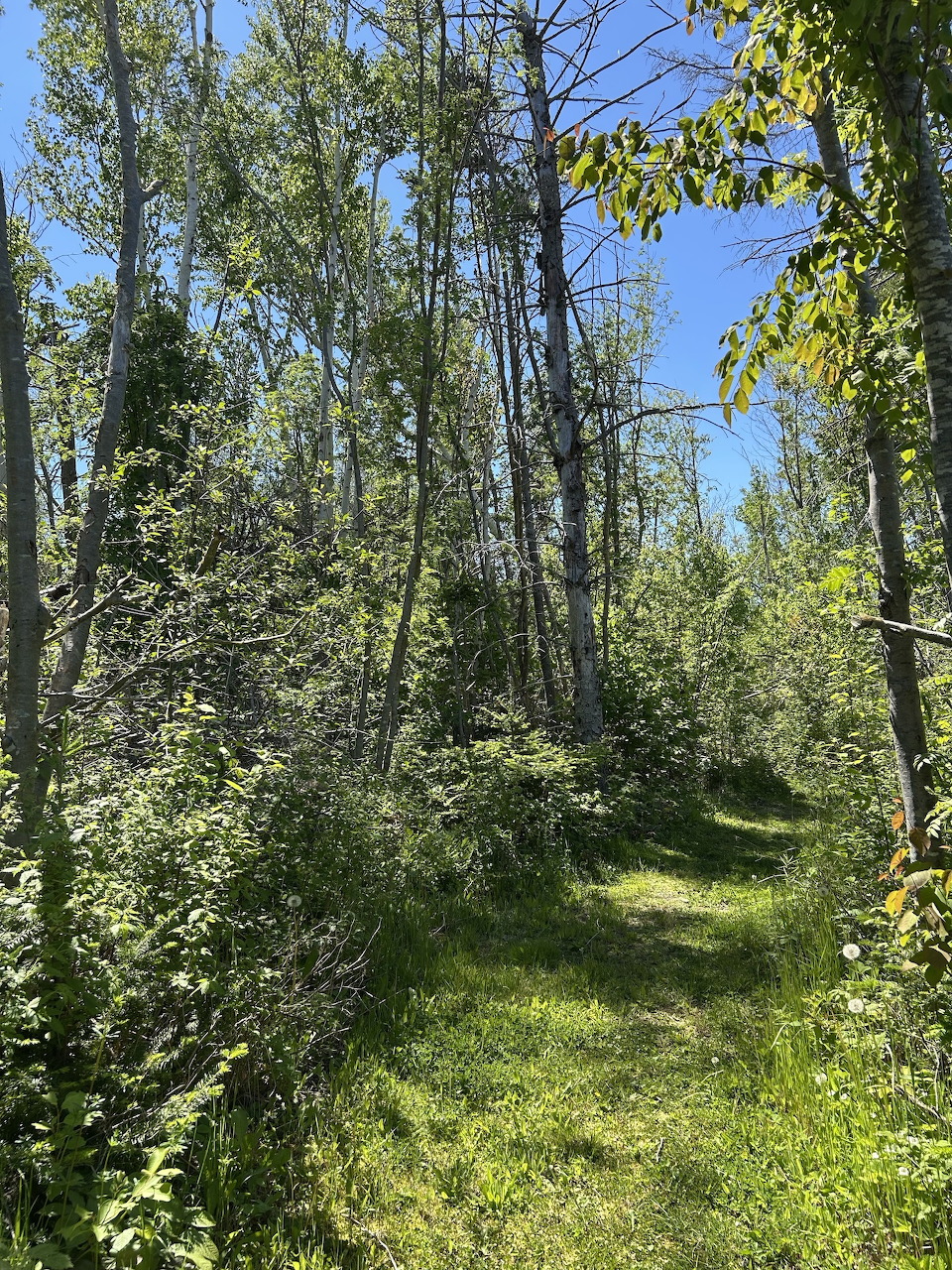 Sunlit forest path through tall trees with green foliage and blue sky