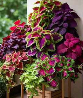 Vibrant coleus plants with burgundy, magenta and lime green variegated leaves arranged in decorative containers