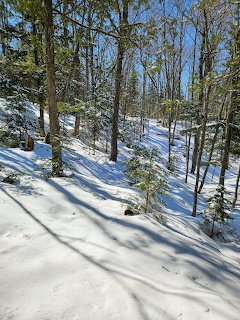Snow-covered forest path with bare trees and evergrens under a bright blue winter sky