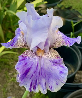 Purple and white bearded iris flower in full bloom with ruffled petals