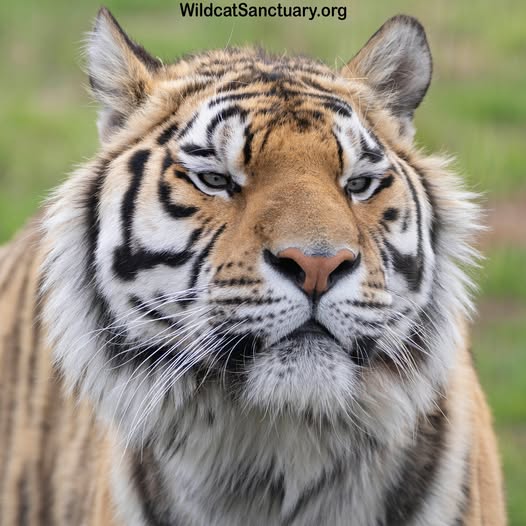 Close-up portrait of a tiger with orange and black stripes looking directly at camera