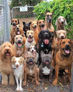 Large group of diverse dog breeds sitting together outdoors, many with tongues out and happy expressions