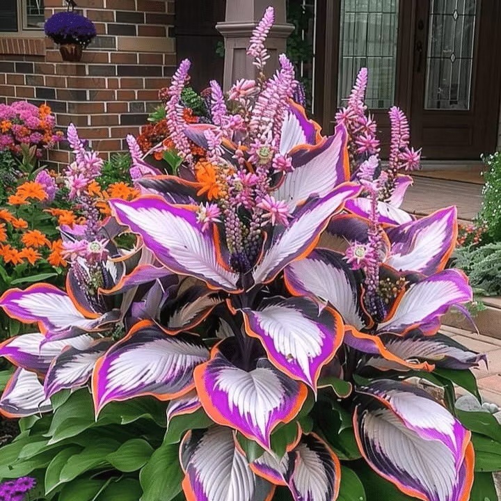 Variegated hosta plant with purple, white, and green leaves in a garden by a brick house