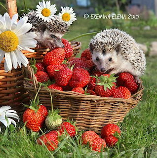 Two hedgehogs with a basket of strawberries and daisies on grass