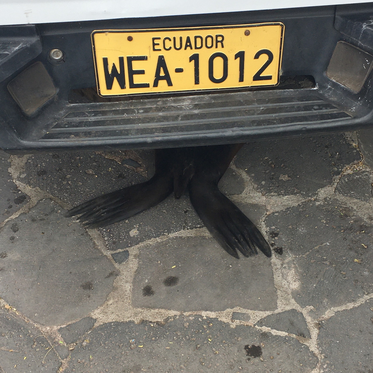Black sea lion flippers sticking out from under a car with an Ecuador license plate