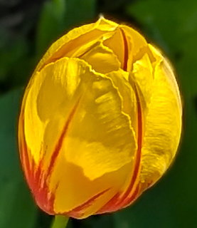 Close-up of a yellow tulip with red streaks on petals against blurred green background