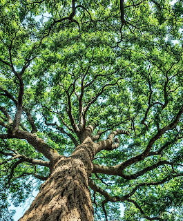 Under the Tree Canopy