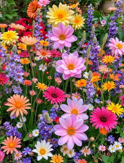 Vibrant Garden Flowers