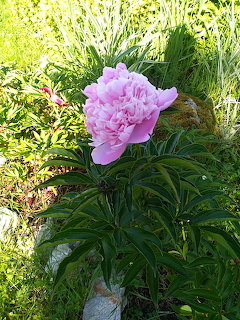 Large pink peony flower bloming among green leaves in a sunny garden