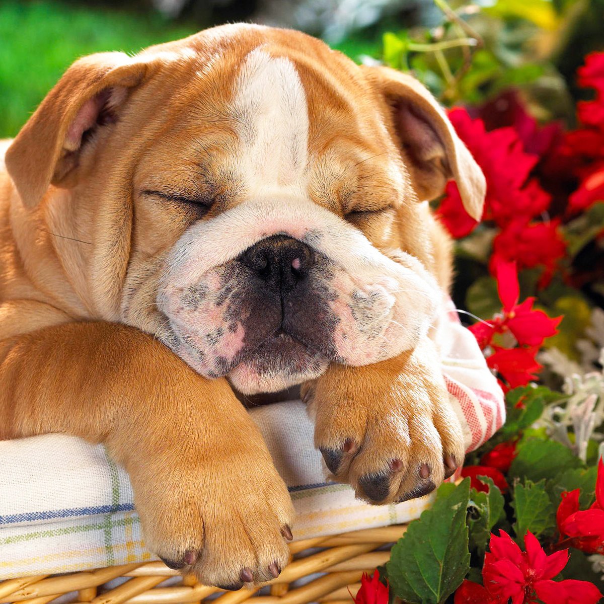 Bulldog puppy with closed eyes resting in wicker basket next to red flowers